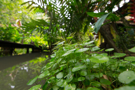 Hydrocotyle vulgarisの写真素材