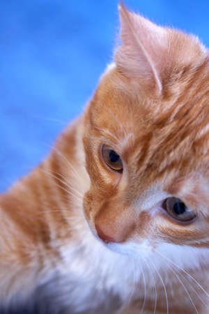 Attractive face of a red cat on a dark blue backgroundの写真素材