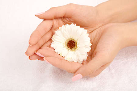 White flower in a handful, isolated on a white backgroundの写真素材