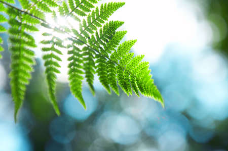 Sunlight through a branch of a fern against green vegetation