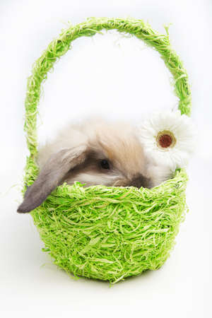 Little rabbit in a green basket with a flowerの写真素材