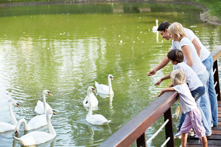Families with children feeding white swansの写真素材