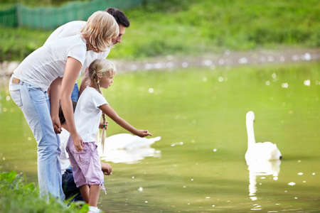 Families with children feeding swans at the lakeの写真素材
