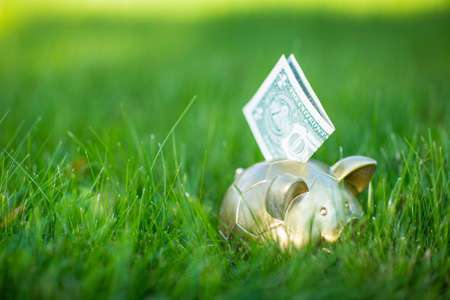 Piggy bank with dollars on grassの写真素材