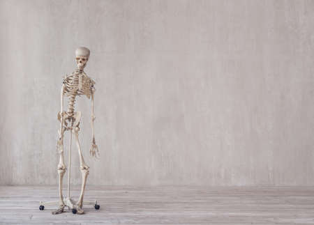Human skeleton in the studio