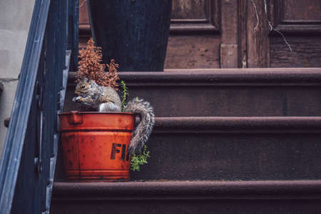Squirrel on the porch of a house in New York Cityの写真素材