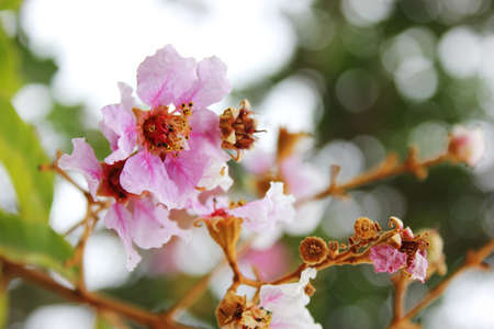 Queen of crape myrtleの写真素材