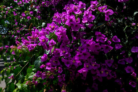 Branch of bougainvillea