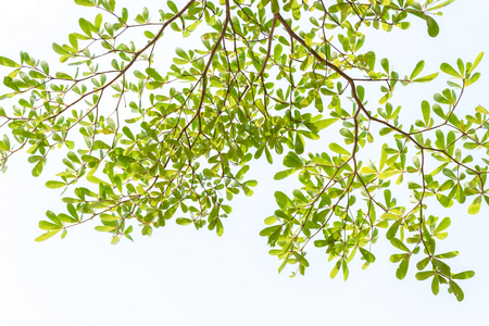 leaf white backgroundの写真素材