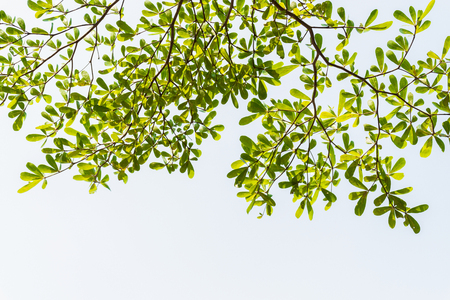 leaf white backgroundの写真素材