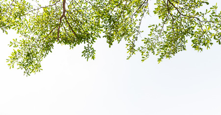leaf white backgroundの写真素材