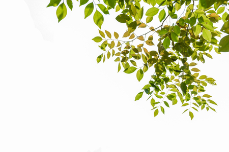 leaf white backgroundの写真素材