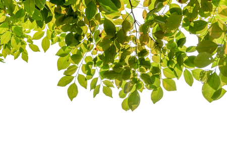 leaf white backgroundの写真素材