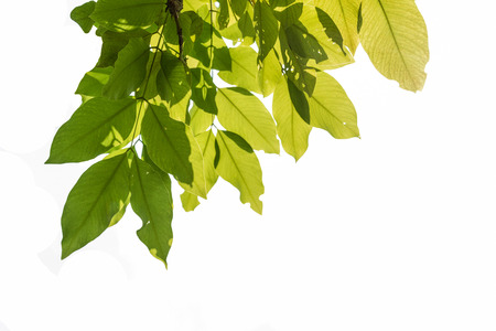 leaf white backgroundの写真素材