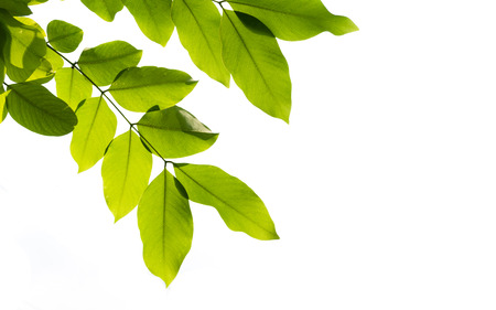 leaf white backgroundの写真素材