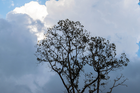 Tree blue sky with cloudの写真素材