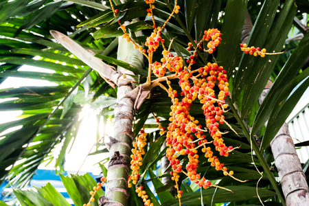 close up betel nutの写真素材