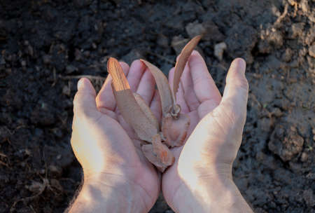 Dipterocarpus alatus Roxb or Yang Na Fruit in a two hands of the men to be planted into the soil.の写真素材