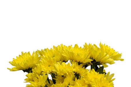 Yellow flowers in a vase  isolated on whiteの写真素材
