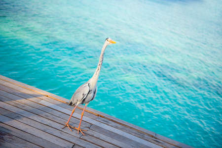 Beautiful white heron walking near the ocean ready to fishingの写真素材