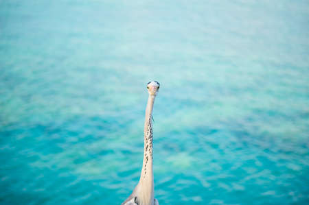 Beautiful white heron walking near the ocean ready to fishingの写真素材