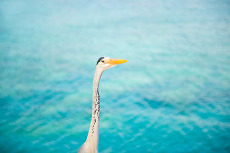 Beautiful white heron walking near the ocean ready to fishingの写真素材