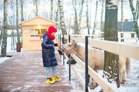 Happy teenage girl wearing warm clothes feeding wild animals in zoo. "Make it snow" strape on her coat.の写真素材