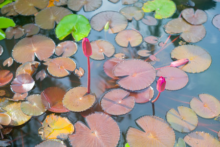 Beautiful and peacefull blooming water lily flowers and leafs on the pondの写真素材