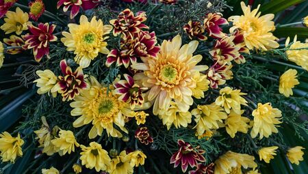 Close up of flower arrangements for decorationの写真素材