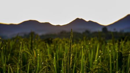 Beautiful views of rice fields and mountains at sunriseの写真素材