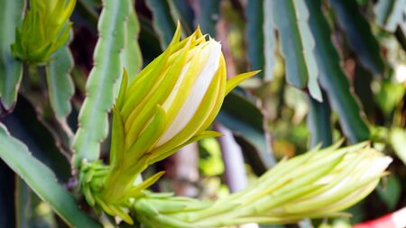 Dragon fruit flower that has not bloomedの写真素材