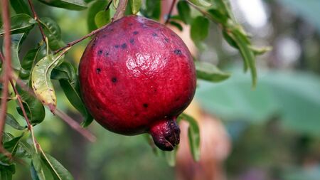 Close up the red pomegranate on the treeの写真素材