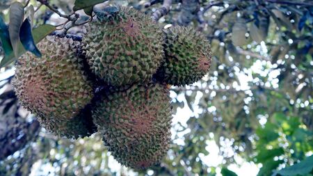 Low angle durian on the tree in the morningの写真素材