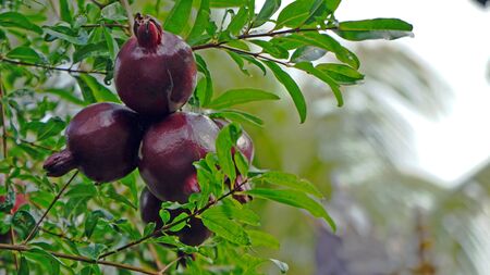 Close up the young pomegranate on the treeの写真素材