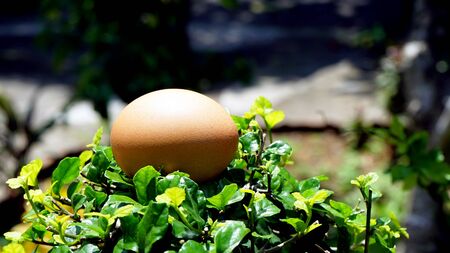 Close up of eggsの写真素材
