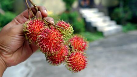 Close up of rambutan fruitの写真素材