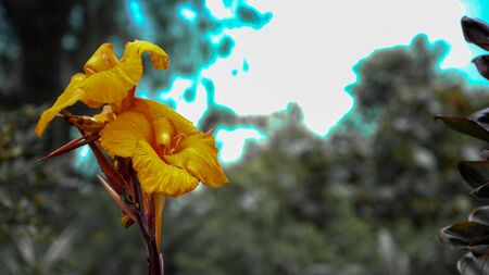 Close up of yellow tropical flowers