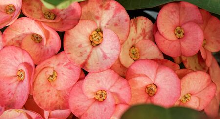 full frame of red flowersの写真素材
