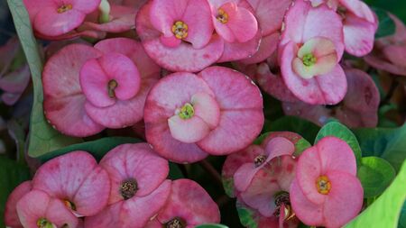 Full frame of red flowers in a flower gardenの写真素材