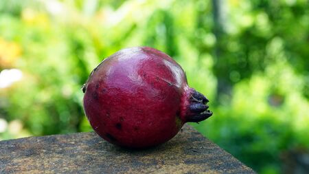 Close up of a red pomegranate, outdoorsの写真素材