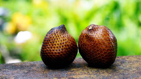 Close up two snake fruit on the tableの写真素材