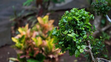Close up of leaves of bonsai plantsの写真素材
