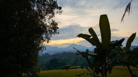 Beautiful views of rice fields in the countryside at sunriseの写真素材