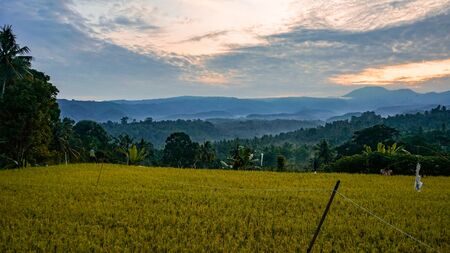 Beautiful views of rice fields in the countryside at sunrise