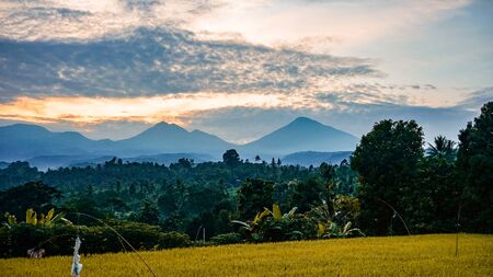 Beautiful views of rice fields in the countryside at sunriseの写真素材