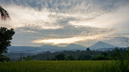 Beautiful views of rice fields in the morning