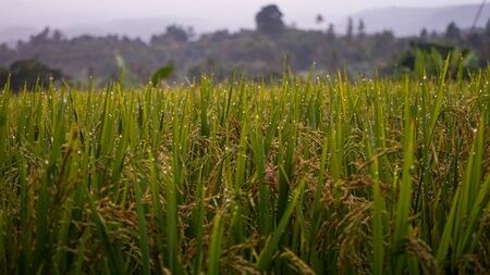 Beautiful views of rice fields in the morningの写真素材