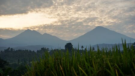 Beautiful views of rice fields in the morningの写真素材