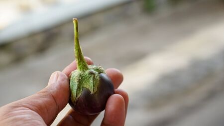 Close up of small eggplantsの写真素材