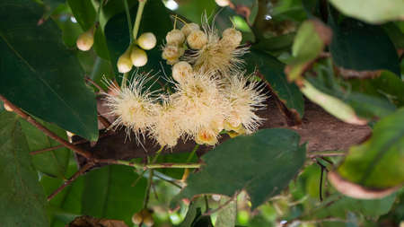 Close up of water guava flower on the treeの写真素材